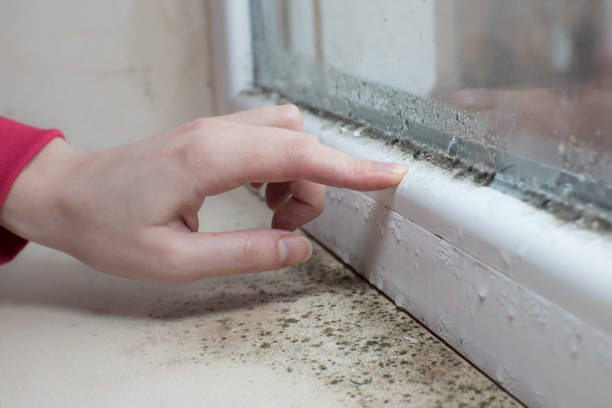 Reliable Galveston, TX Mold Removal Solutions